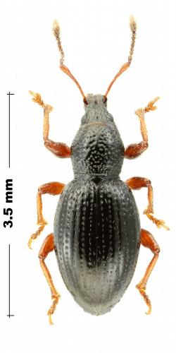 Réf. 282 024 : Exomias araneiformis